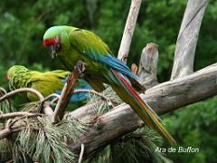 101PARC AUX OISEAUX DANS L AIN 2016 2_000022